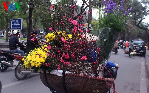 Peach trees in full bloom for Tet - ảnh 13